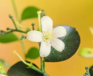 Scent Prints: White flowers of Murraya paniculata
