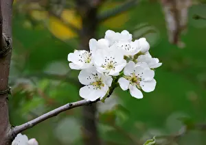 Blurred Background Prints: white flowers of pear tree in a garden