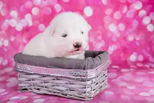 Samoyed Prints: White fluffy small Samoyed puppy dog in a basket