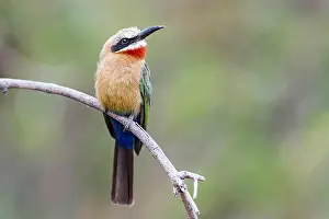 Diurnal Prints: White-fronted bee-eater (Merops bullockoides)