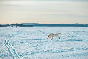 Rescue Dog Prints: The White German Shepherd Dog walks in winter on a lake covered with ice and snow