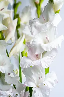 Florist Prints: White Gladiolus flowers in blossom on pink background