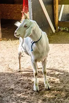 Farm Animals Prints: White goat on rural farm, livestock