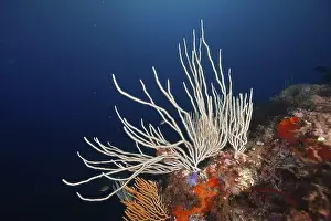 South France Prints: White gorgonian (Eunicella singularis) and orange details in a blue sea