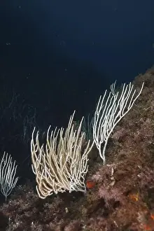 Horn Corals Prints: White gorgonians (Eunicella singularis) protrude from the seabed in a blue environment