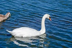 White and gray swan on dark water. One of them, gray swan, dives in search of food in shallow river