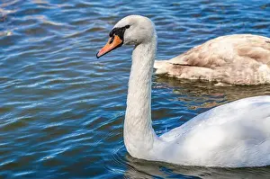 White and gray swan on dark water. One of them, gray swan, swims behind in a shallow river