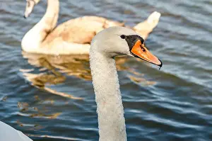 Upside Down Prints: White and gray swan on dark water. One of them, gray swan, swims behind in a shallow river