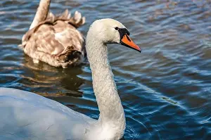 Upside Down Prints: White and gray swan on dark water. One of them, gray swan, swims behind in a shallow river