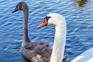 Upside Down Prints: White and gray swan on dark water. One of them, gray swan, swims behind in a shallow river