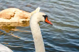 Upside Down Prints: White and gray swan on dark water. One of them, gray swan, swims behind in a shallow river