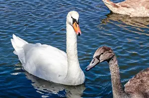 Upside Down Prints: White and gray swan on dark water. One of them, gray swan, swims behind in a shallow river