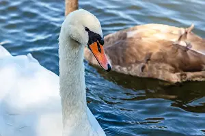 Upside Down Prints: White and gray swan on dark water. One of them, gray swan, swims behind in a shallow river