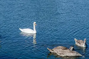 Upside Down Prints: White and two gray swans on dark water