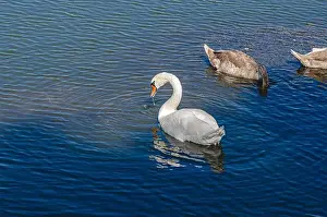 Upside Down Prints: White and two gray swans on dark water
