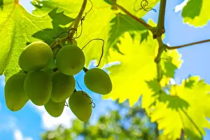 Grapevine Prints: White green grapes hanging on a bush in a sunny beautiful day