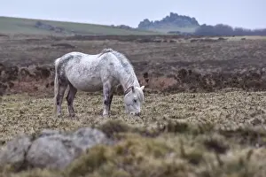 Wild Landscape Prints: White and grey Dartmoor pony grazing with moorland landscape and tor in background