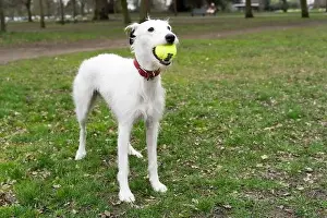white hair lurcher catches a ball in her mouth in London Greenwich park