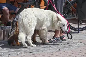 Carrots Prints: white and hairy dog ​​on the street on a hot day