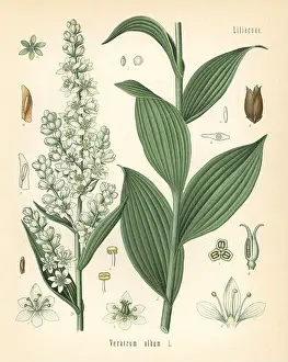 Chromolithograph Prints: White hellebore, Veratrum album