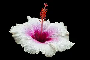 Hibiscus Prints: white hibiscus flower