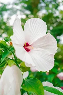 Green House Prints: White Hibiscus Moscheutos Flower Blossoms in a Green Ecological Garden