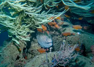 Thickets Prints: A white honeycomb moray eel among a flock of small fish at the bottom of the Gulf of Oman in Fujairah