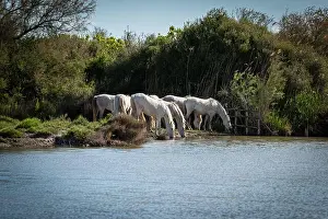 Paddock Prints: White horses in Camargue, France