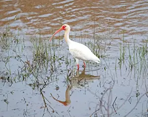 Gulf Coast Prints: White Ibis Searching For Food in the Anahuac National Wildlife Refuge in Texas