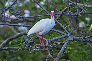 Boughes Prints: White Ibis, Snow Ibis (Eudocimus albu)