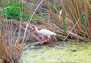 Brazos Bend State Park Prints: White Ibis Walking Through the Marsh in Brazos Bend State Park in Texas