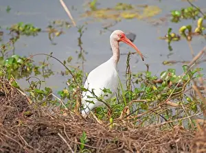 Brazos Bend State Park Prints: White Ibis on a Wetland Shore in Brazos Bend State Park in Texas