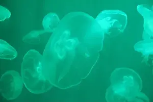 Light Blue Prints: White illuminated silhouettes of jellyfish against the background of blue water in the pool