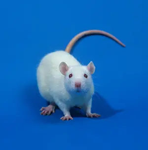 Tests Prints: White laboratory rat Sprague Dawley for animal testing toxicology studies