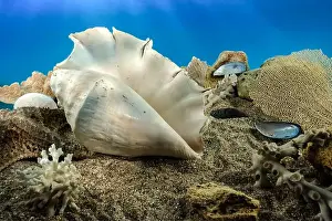 Mottled Prints: White Lambis truncata sea shell underwater. Shell on the seabed