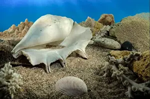 Mottled Prints: White Lambis truncata sea shell underwater. Shell on the seabed