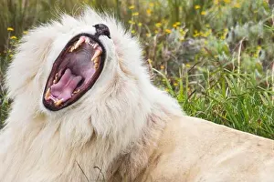 Yawn Prints: White lion yawning