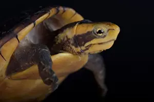Semi Aquatic Prints: White-lipped Mud Turtle (Kinosternon leucostomum postinguinale)