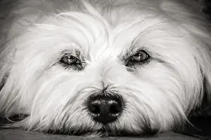 Domestic Animals Prints: A white Little Havanese in a close-up in black and white