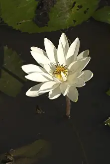 Water Body Prints: White lotus kamal himani nymphaea pubescens in pond