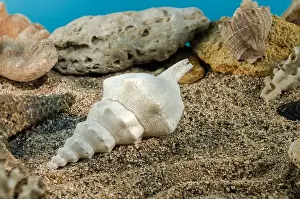 Mottled Prints: White Marine gastropod mollusk sea shell underwater. Shell on the seabed