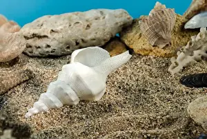 Mottled Prints: White Marine gastropod mollusk sea shell underwater. Shell on the seabed