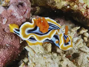 Cnidaria Prints: White nudibranch with black and orange stripes