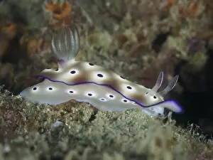 Water Snails Prints: White nudibranch with purple-coloured edge and spots