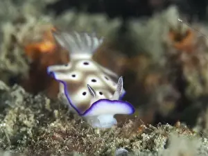 Dive Site Prints: White nudibranch with purple rim and small dots