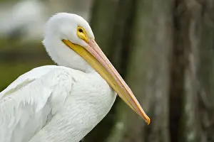 Wild Birds Prints: White Pelican