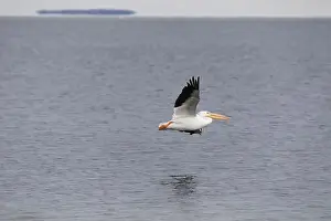 Water Body Prints: White pelicans