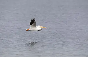 Water Body Prints: White pelicans