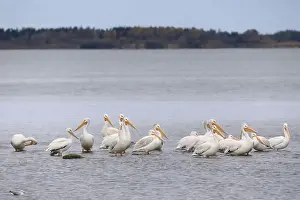 Water Body Prints: White pelicans