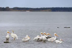 Water Body Prints: White pelicans